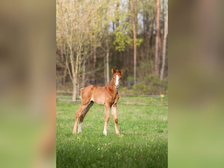 Polish Halfbred Stallion 1 year 16 hh Chestnut-Red in Pakość