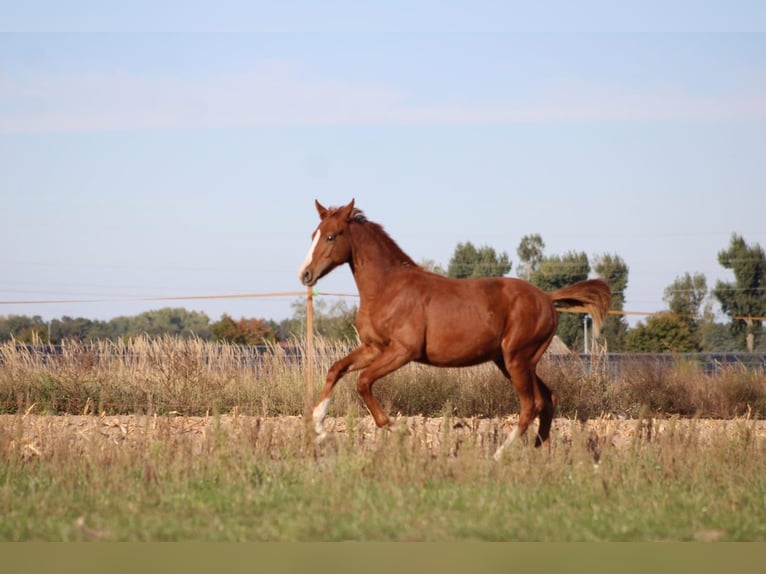 Polish Halfbred Stallion 1 year 16 hh Chestnut-Red in Pakość