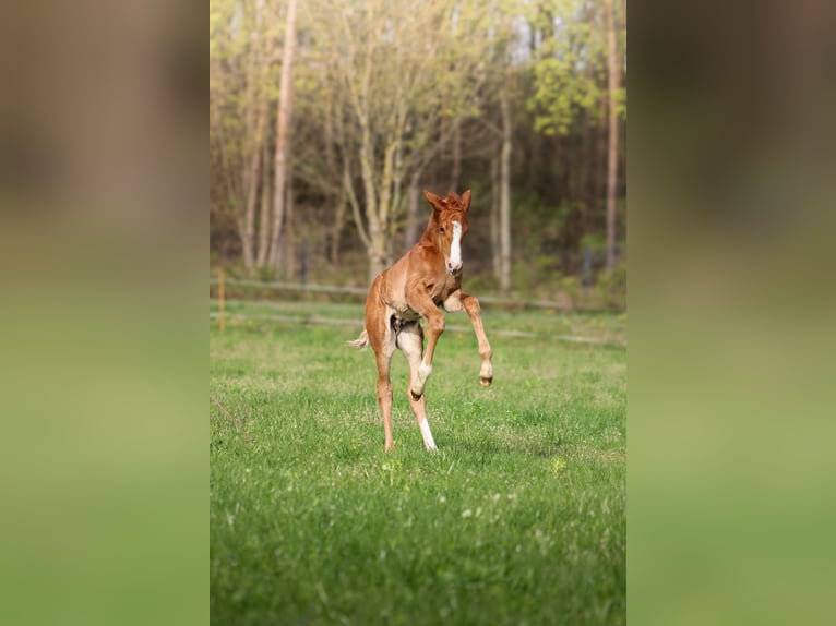 Polish Halfbred Stallion 1 year 16 hh Chestnut-Red in Pakość