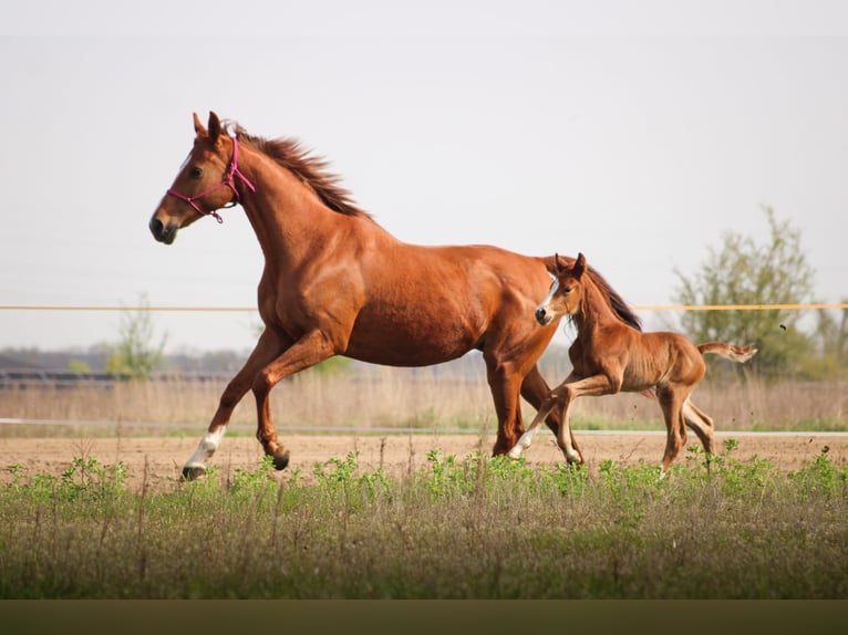 Polish Halfbred Stallion 1 year 16 hh Chestnut-Red in Pakość