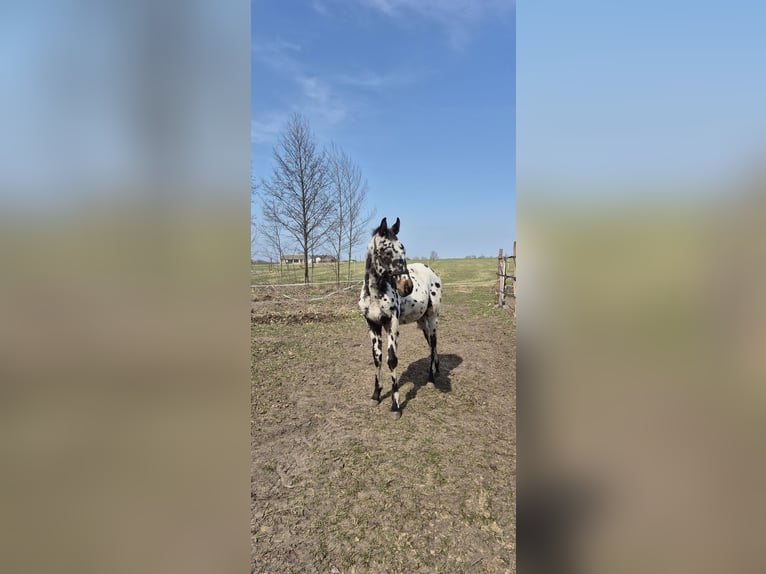 Polish Halfbred Stallion 1 year 16,1 hh Leopard-Piebald in Skaryszew