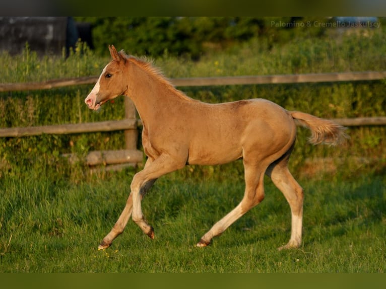 Polish Halfbred Stallion 1 year 16,1 hh Palomino in Piecowice