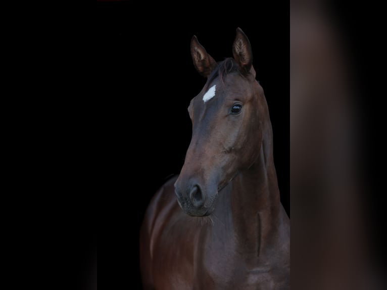 Polish Halfbred Stallion 1 year 17,1 hh Brown in Reszki