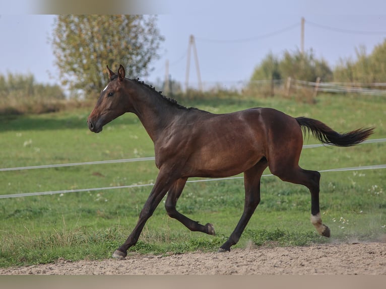 Polish Halfbred Stallion 1 year 17,1 hh Brown in Reszki