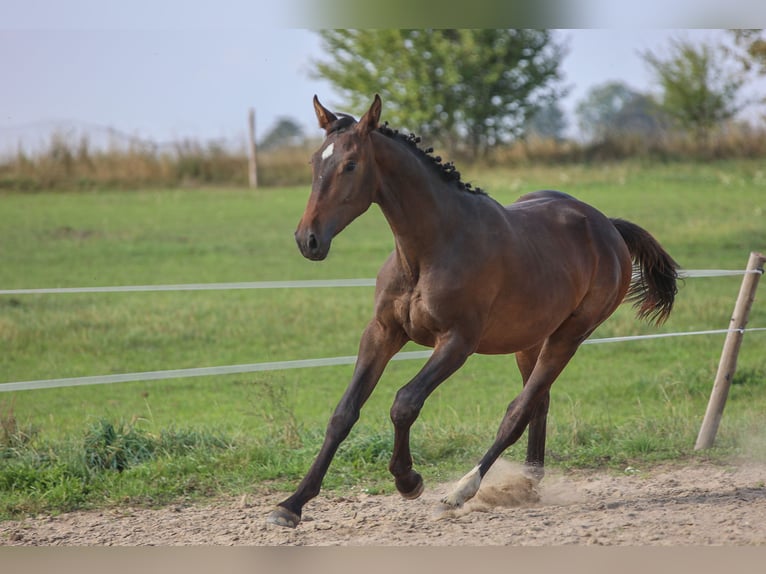 Polish Halfbred Stallion 1 year 17,1 hh Brown in Reszki