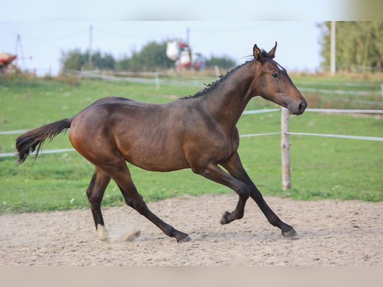 Polish Halfbred Stallion 1 year 17,1 hh Brown in Reszki