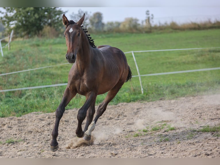 Polish Halfbred Stallion 1 year 17,1 hh Brown in Reszki