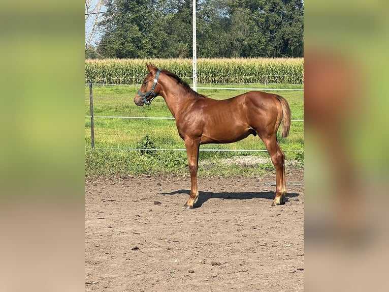 Polish Halfbred Stallion 1 year 17 hh Chestnut in Stegienka