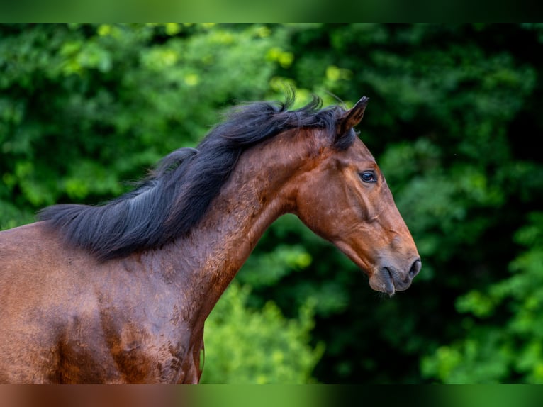Polish Halfbred Stallion 1 year 17,1 hh Bay-Dark in Katowice