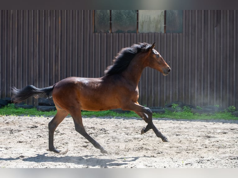 Polish Halfbred Stallion 1 year 17,1 hh Bay-Dark in Katowice