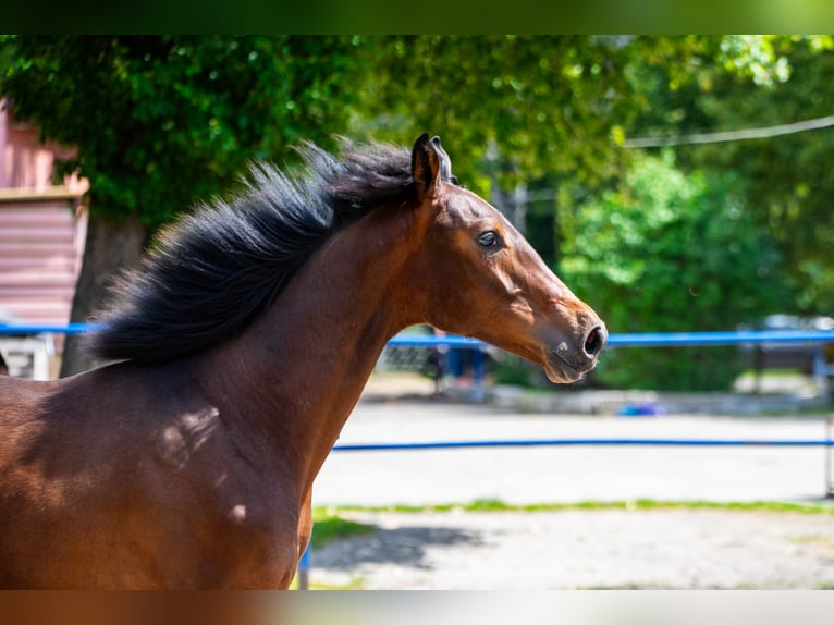Polish Halfbred Stallion 1 year 17,1 hh Bay-Dark in Katowice