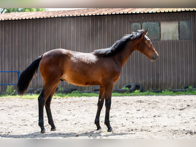 Polish Halfbred Stallion 1 year 17,1 hh Bay-Dark in Katowice