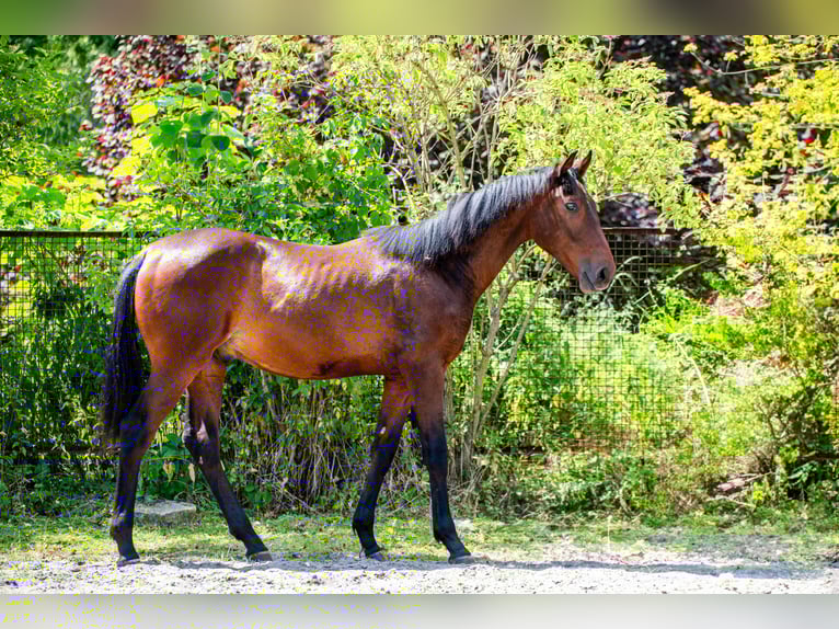 Polish Halfbred Stallion 1 year 17,1 hh Bay-Dark in Katowice