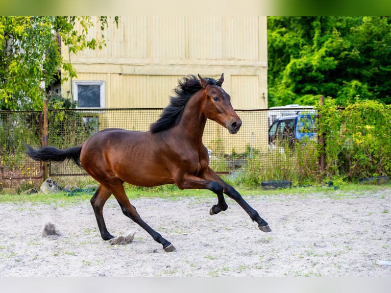 Polish Halfbred Stallion 1 year 17,1 hh Bay-Dark in Katowice