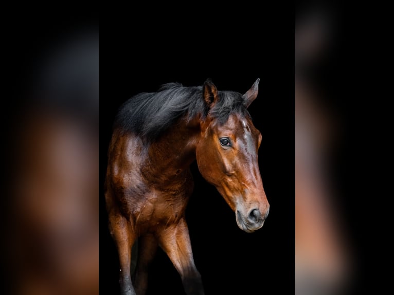 Polish Halfbred Stallion 1 year 17,1 hh Bay-Dark in Katowice