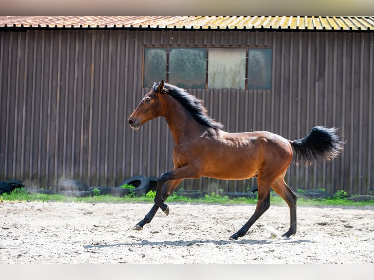 Polish Halfbred Stallion 1 year 17,1 hh Bay-Dark in Katowice