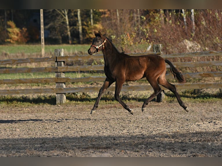 Polish Halfbred Stallion 1 year Bay-Dark in Główne