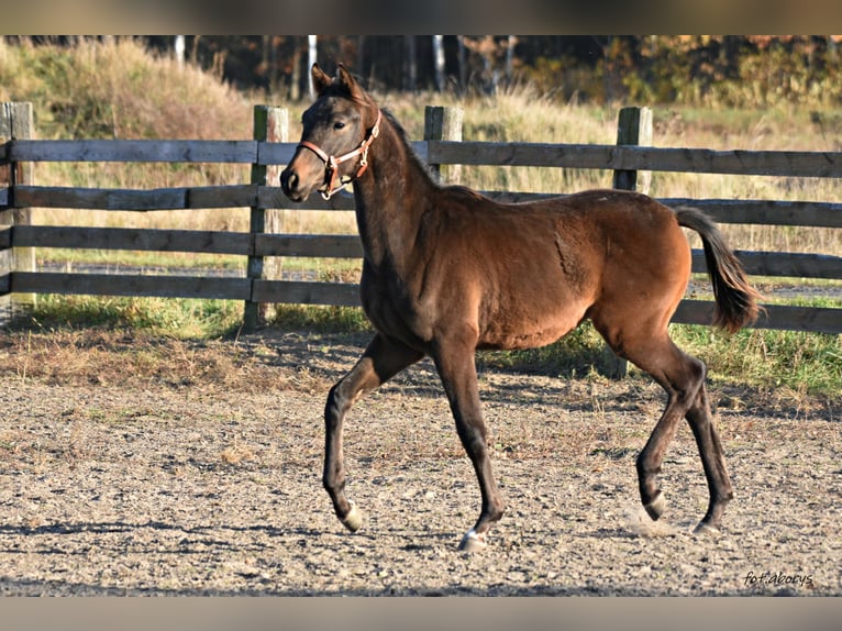 Polish Halfbred Stallion 1 year Bay-Dark in Główne