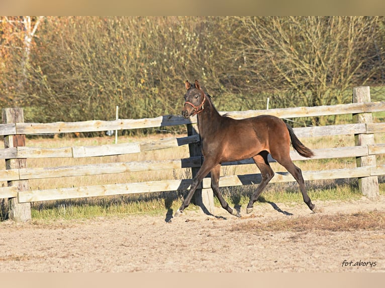 Polish Halfbred Stallion 1 year Bay-Dark in Główne