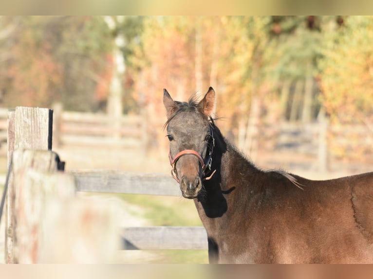 Polish Halfbred Stallion 1 year Bay-Dark in Główne