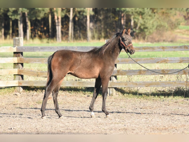 Polish Halfbred Stallion 1 year Bay-Dark in Główne