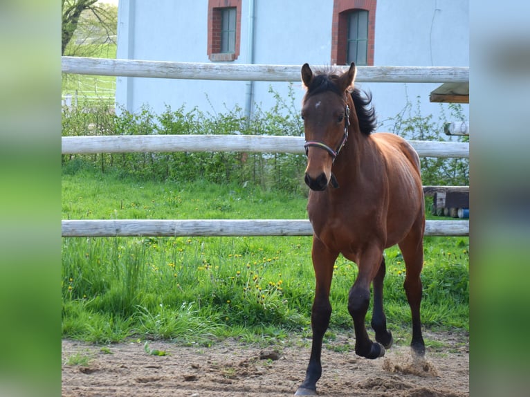 Polish Halfbred Stallion 1 year Bay in Gardno