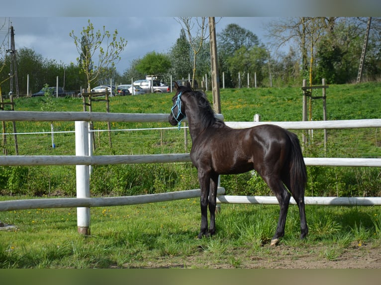 Polish Halfbred Stallion 1 year Black in Gardno