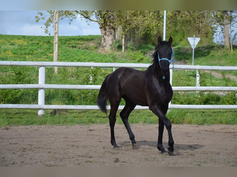 Polish Halfbred Stallion 1 year Black in Gardno