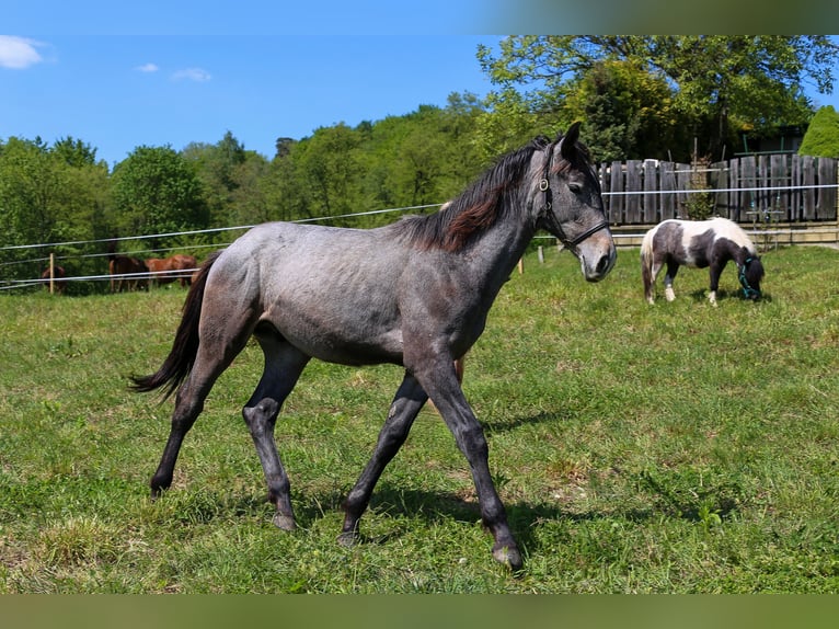 Polish Halfbred Stallion 1 year Gray in Dąbrowa