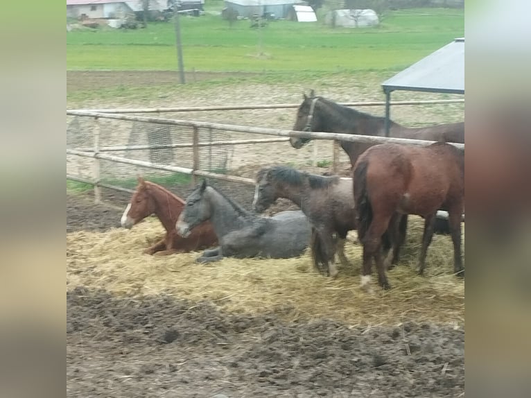 Polish Halfbred Stallion 1 year Gray in Dąbrowa