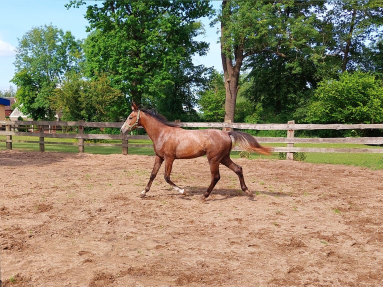 Polish Halfbred Stallion 1 year Gray in Trzebiat&#xF3;w