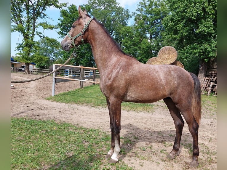 Polish Halfbred Stallion 1 year Gray in Trzebiat&#xF3;w
