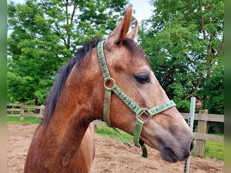 Polish Halfbred Stallion 1 year Gray in Trzebiat&#xF3;w