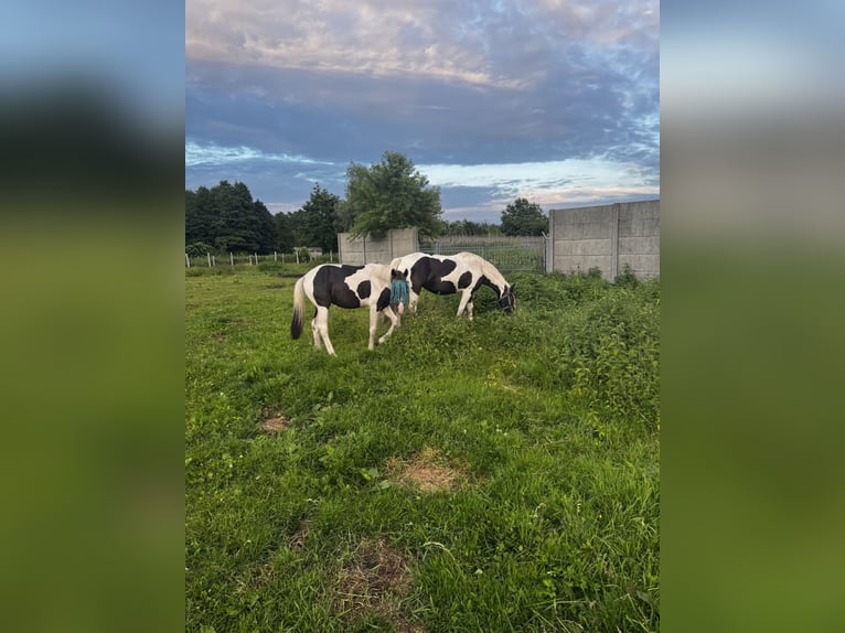 Polish Halfbred Stallion 1 year Pinto in Stańsk
