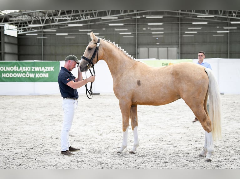 Polish Halfbred Stallion 2 years 16,1 hh Palomino in Kiełczów