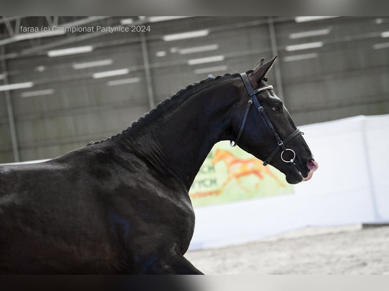 Polish Halfbred Stallion 2 years 16,2 hh Black in Ząbkowice Śląskie