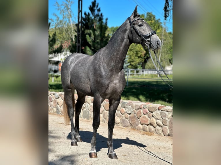 Polish Halfbred Stallion 2 years 16,2 hh Gray in Rempin