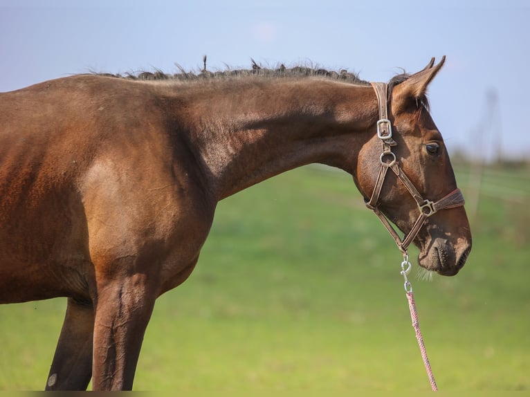 Polish Halfbred Stallion 2 years 17,1 hh Brown in Reszki