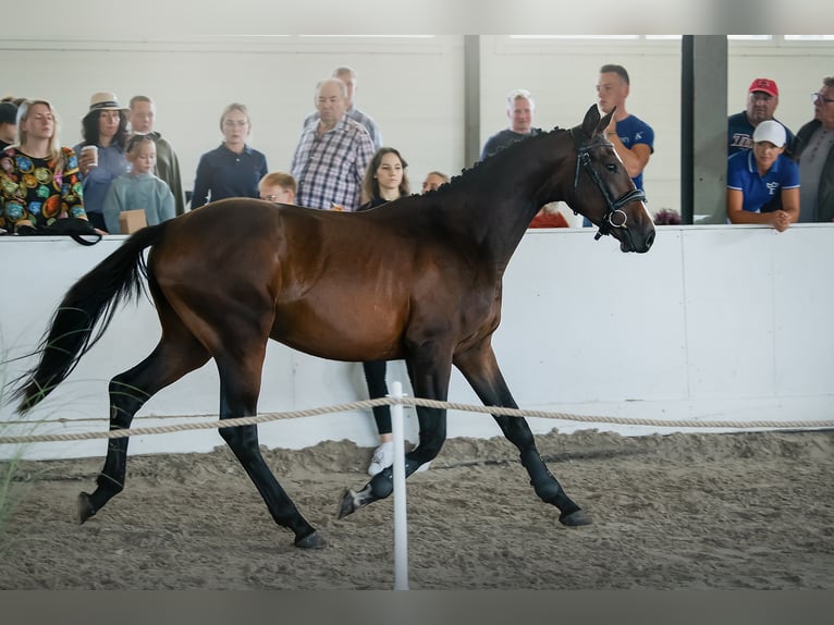 Polish Halfbred Stallion 2 years Bay-Dark in Budzice