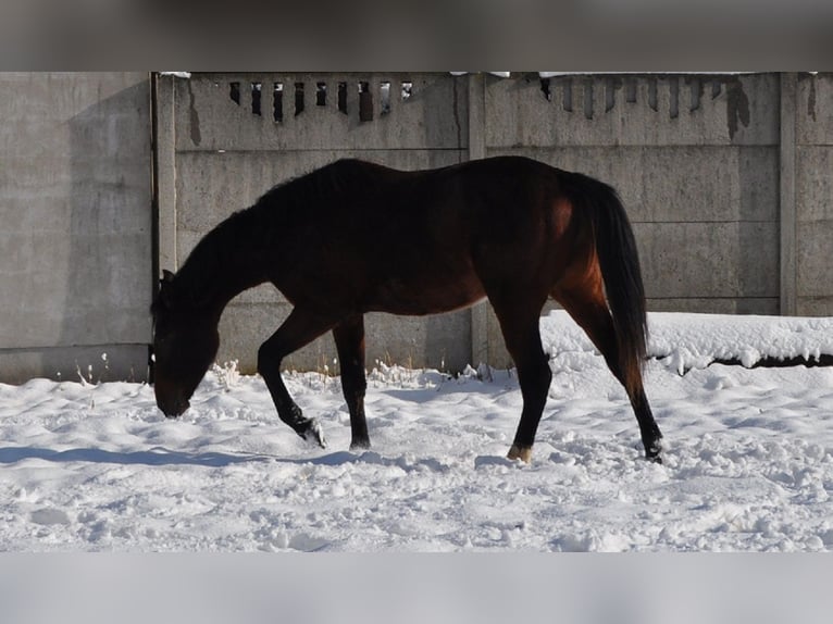 Polish Halfbred Stallion 2 years Bay in nowa sól