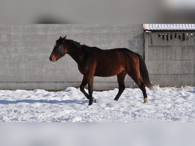 Polish Halfbred Stallion 2 years Bay in nowa sól