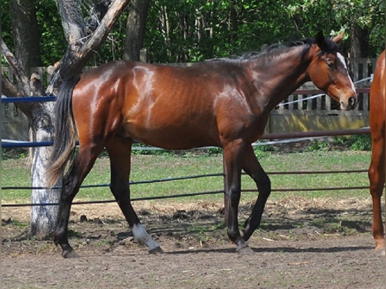 Polish Halfbred Stallion 2 years Bay in nowa sól