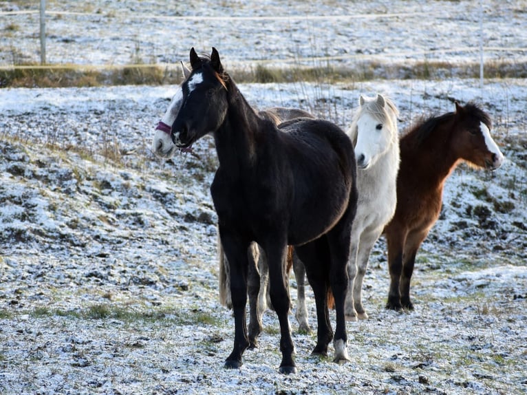 Polish Halfbred Stallion 2 years Black in PęklewoPrzybyłowo