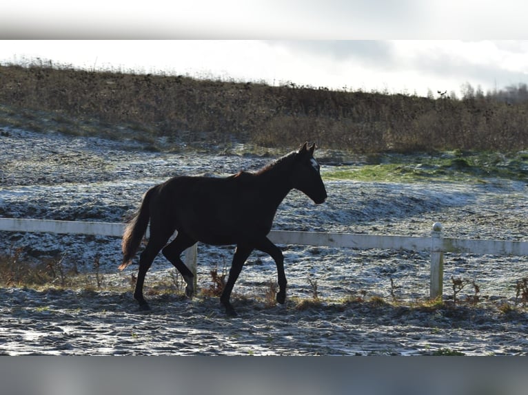 Polish Halfbred Stallion 2 years Black in Przybyłowo