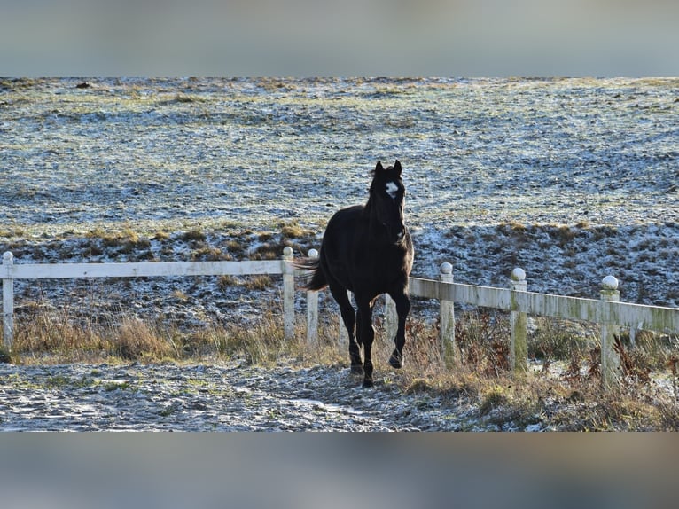 Polish Halfbred Stallion 2 years Black in Przybyłowo