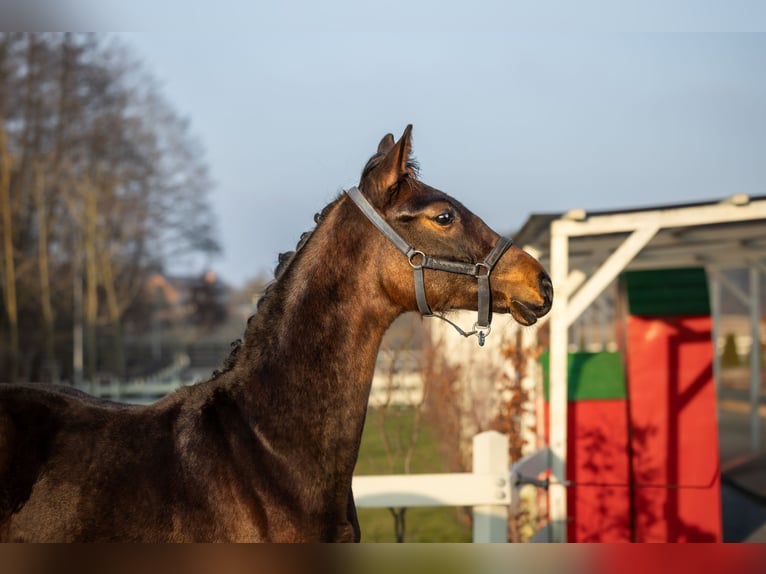 Polish Halfbred Stallion 2 years Brown in Serock