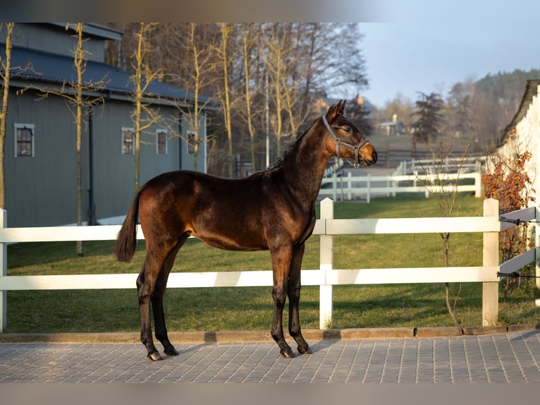 Polish Halfbred Stallion 2 years Brown in Serock
