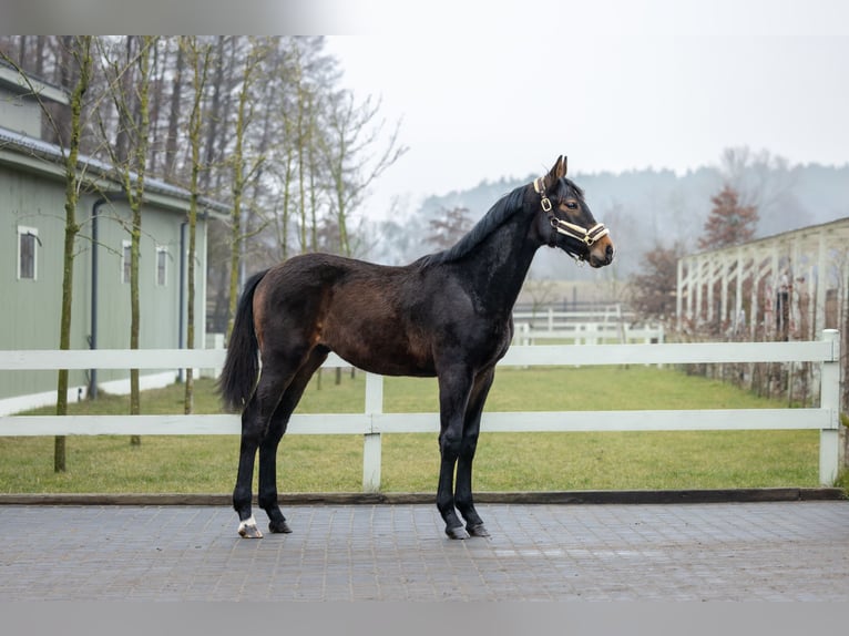 Polish Halfbred Stallion 2 years Brown in Serock