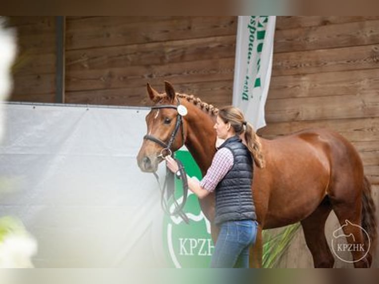 Polish Halfbred Stallion 2 years Chestnut in Zalesie