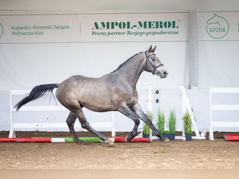 Polish Halfbred Stallion 2 years Gray in Karczemka